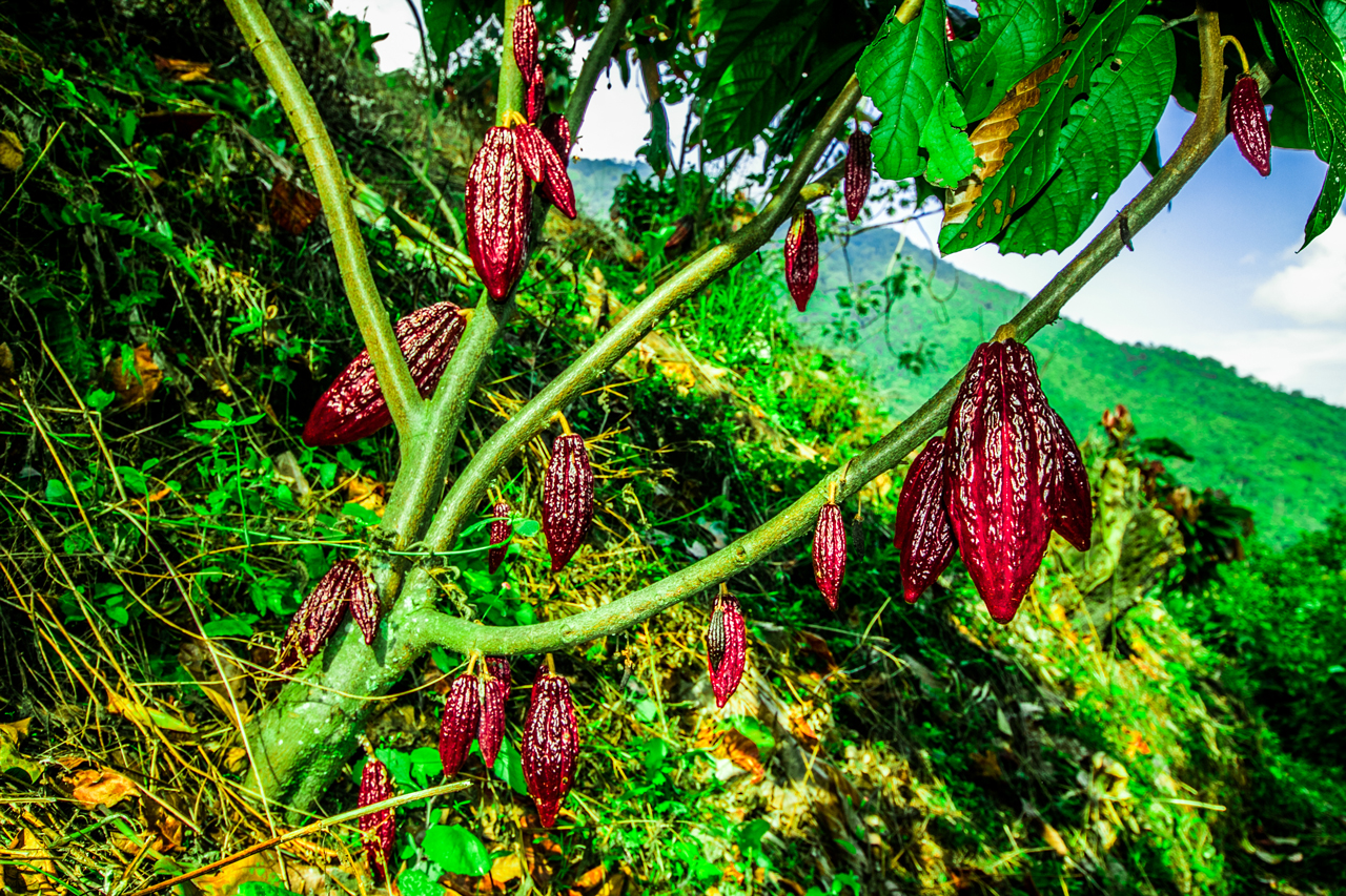 Imagen representativa de la atraccion Sendero del cacao